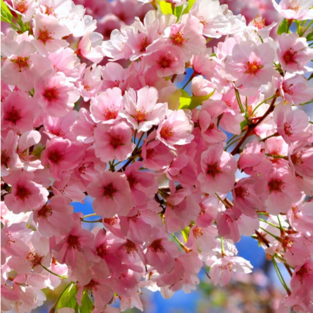 Welcome Spring! Offering 20% off 2 items or more in a bundle deal.